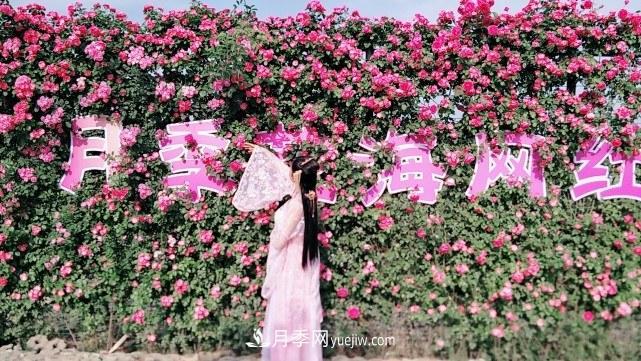 襄陽(yáng)張建：志做湖北月季花卉領(lǐng)軍人(圖5)
