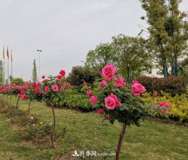 襄陽(yáng)張建：志做湖北月季花卉領(lǐng)軍人(圖6)