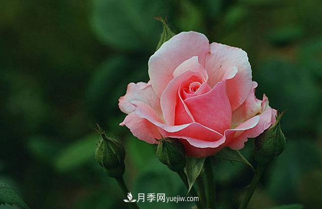 月季花花語(圖1)