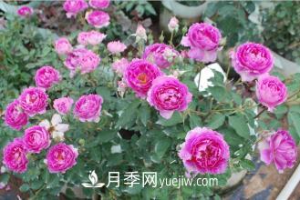 ***香的月季品種是什么？盤點(diǎn)4種濃香月季(圖3)