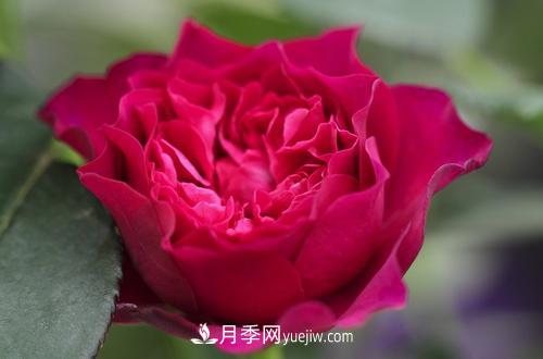 ***香的月季品種是什么？盤點(diǎn)4種濃香月季(圖1)