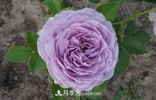***香的月季品種是什么？盤點(diǎn)4種濃香月季(圖2)