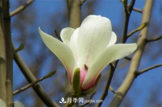 白玉蘭和白蘭花的區(qū)別，白玉蘭花語(yǔ)和含義(圖3)