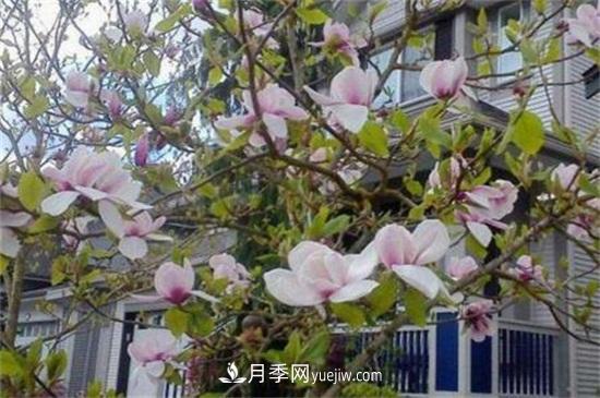 白玉蘭和白蘭花的區(qū)別，白玉蘭花語(yǔ)和含義(圖2)