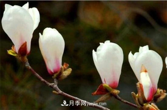 白玉蘭和白蘭花的區(qū)別，白玉蘭花語(yǔ)和含義(圖1)