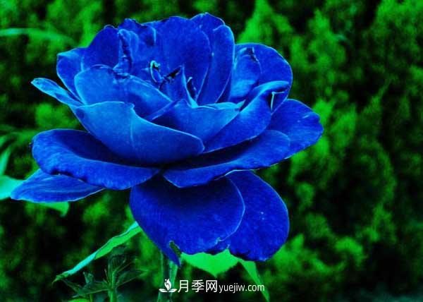 藍(lán)色妖姬是什么月季花？藍(lán)色妖姬的花語是什么(圖2)