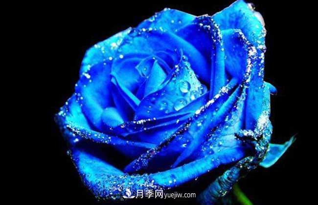 藍(lán)色妖姬是什么月季花？藍(lán)色妖姬的花語是什么(圖1)