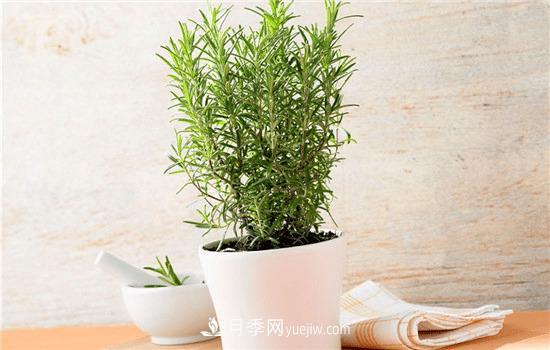 迷迭香在中國叫什么，迷迭香花語是什么(圖1)