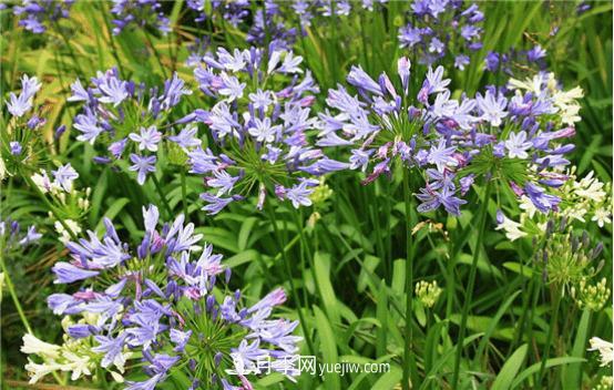 迷迭香在中國叫什么，迷迭香花語是什么(圖3)