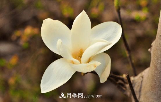 玉蘭花什么時候開，玉蘭花的種植方法(圖1)