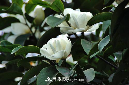 南召?gòu)V玉蘭樹種植方法，適合種植在家里嗎(圖2)