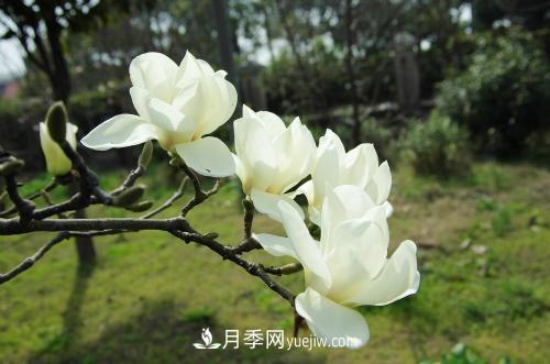 南陽白玉蘭苗木的價格是多少(圖1)