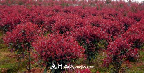 紅葉石楠冬季防護有哪些重要措施？(圖1)
