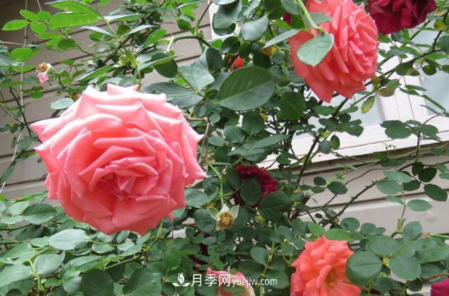 月季病蟲害銹病、黑斑病、白粉病的防治方法介紹(圖1)