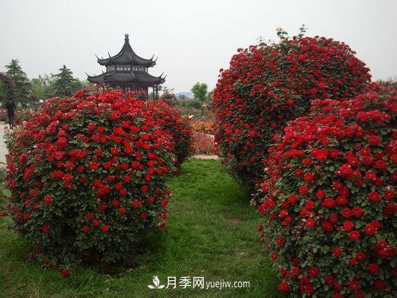 來自南陽月季的直徑80CM月季花球，美上天了(圖2)