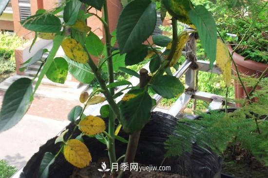 月季花的葉子發(fā)黃枯萎脫落， 怎么辦？(圖1)