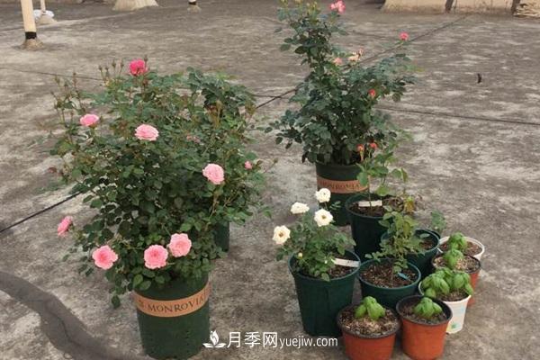 鈴之妖精為陽臺(tái)黨而生的一款微型月季花(圖2)