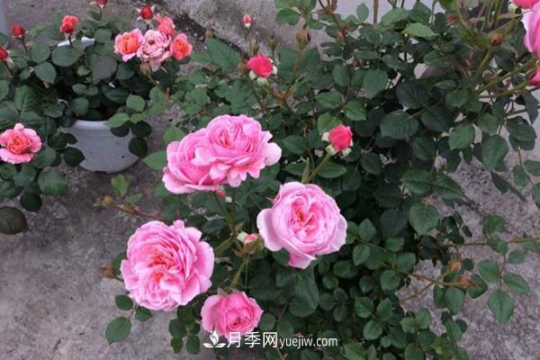 鈴之妖精為陽臺(tái)黨而生的一款微型月季花(圖3)