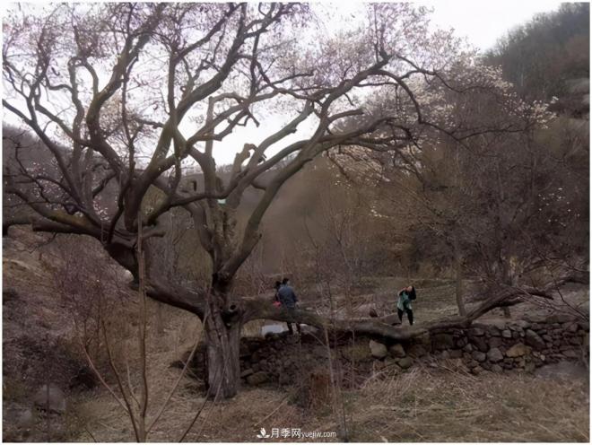 南陽南召皇后鄉(xiāng)：辛夷苗木成為脫貧路上“搖錢樹”(圖3)