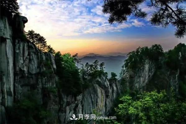 一縣一品公益助農(nóng)，河南南召特色農(nóng)產(chǎn)品辛夷(圖1)