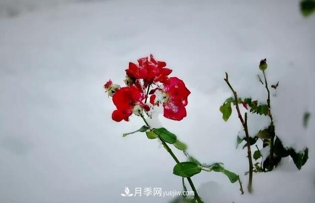 你知道月季如何防寒嗎？正在進(jìn)行時(shí)(圖2)