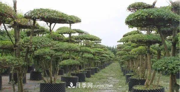 苗木價格是怎么估算的？(圖1)