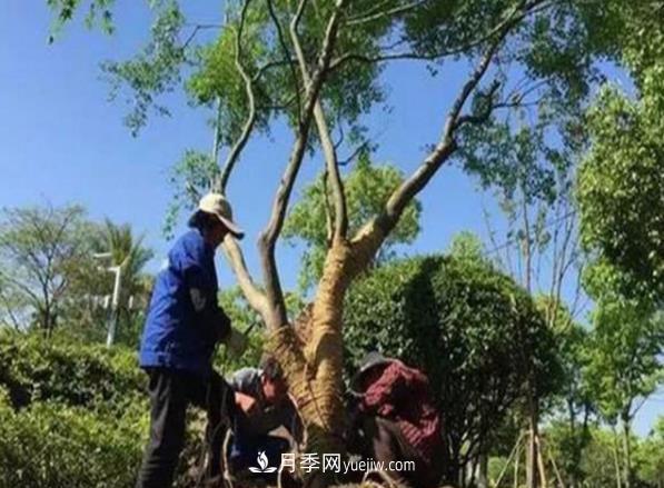 冬季移栽苗木大考驗：冬季適合移栽什么樹種？如何移栽(圖1)