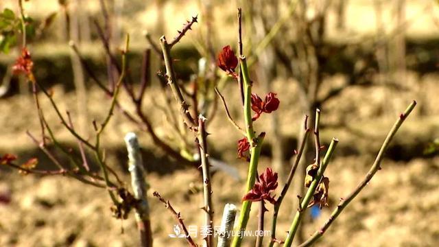 甘肅定西森源苗木：花木產(chǎn)業(yè)推動(dòng)綠色發(fā)展(圖4)