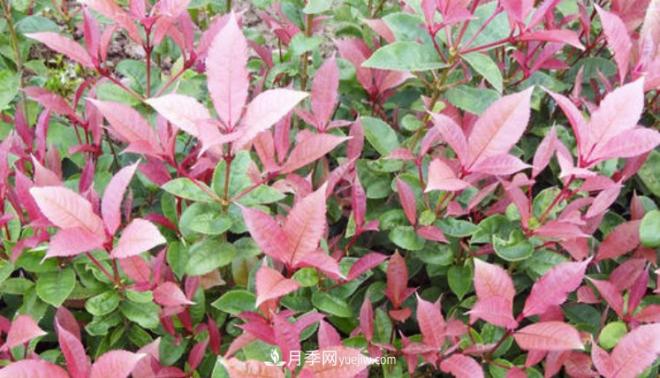 “彩葉潮流”來勢(shì)洶洶，這8種彩葉樹種前景大好(圖2)