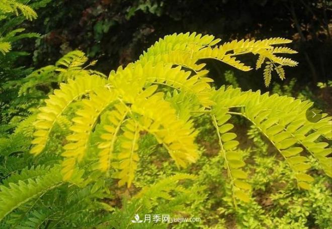 “彩葉潮流”來勢(shì)洶洶，這8種彩葉樹種前景大好(圖4)