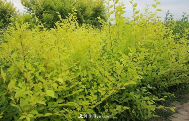 “彩葉潮流”來勢(shì)洶洶，這8種彩葉樹種前景大好(圖5)