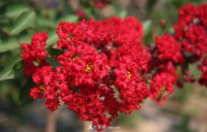 “彩葉潮流”來勢(shì)洶洶，這8種彩葉樹種前景大好(圖8)
