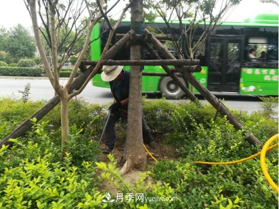 南陽市園林局力促銀杏復壯，打造迷人秋景(圖1)