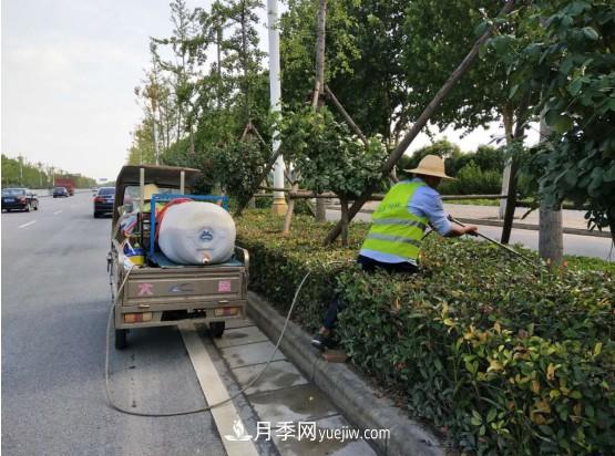 南陽市園林局力促銀杏復壯，打造迷人秋景(圖2)