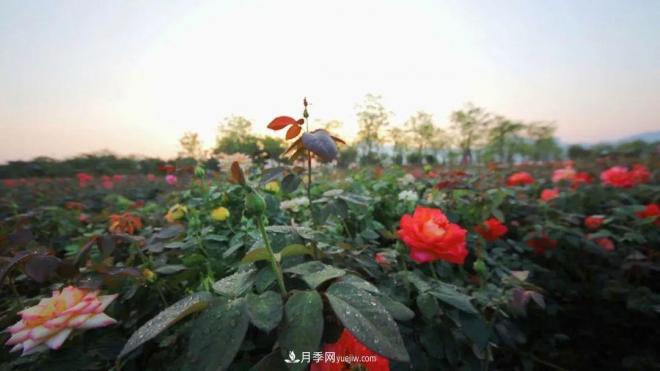 立冬已過，小雪將至~ 肇慶新區(qū)月季園景色獨(dú)好、風(fēng)光別致(圖1)