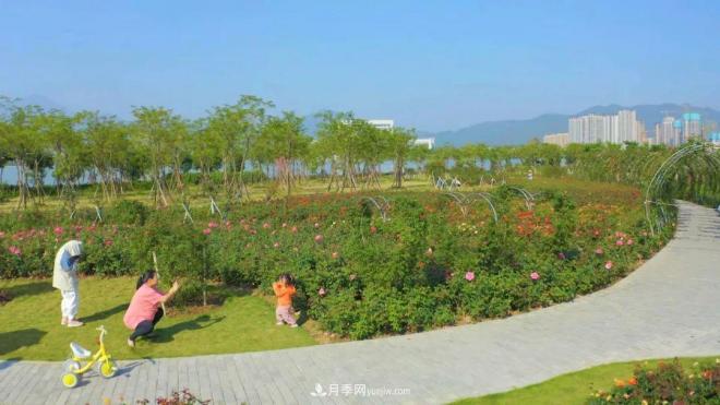 立冬已過，小雪將至~ 肇慶新區(qū)月季園景色獨(dú)好、風(fēng)光別致(圖5)