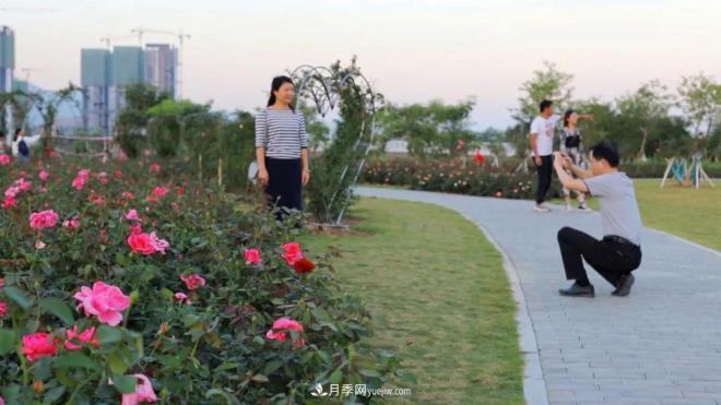 立冬已過，小雪將至~ 肇慶新區(qū)月季園景色獨(dú)好、風(fēng)光別致(圖4)