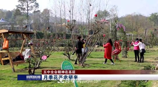 襄陽發(fā)揚(yáng)五中全會(huì)精神 發(fā)展月季產(chǎn)業(yè)花開幸福來(圖1)