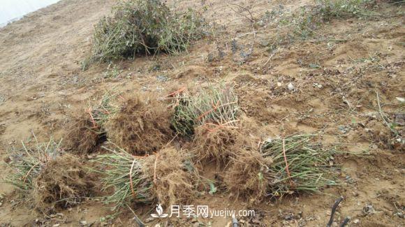 月季裸根苗發(fā)貨了，光譜/紅雙喜/安吉拉(圖1)