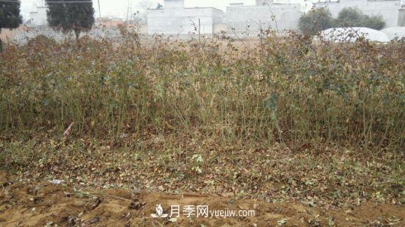 月季裸根苗發(fā)貨了，光譜/紅雙喜/安吉拉(圖2)