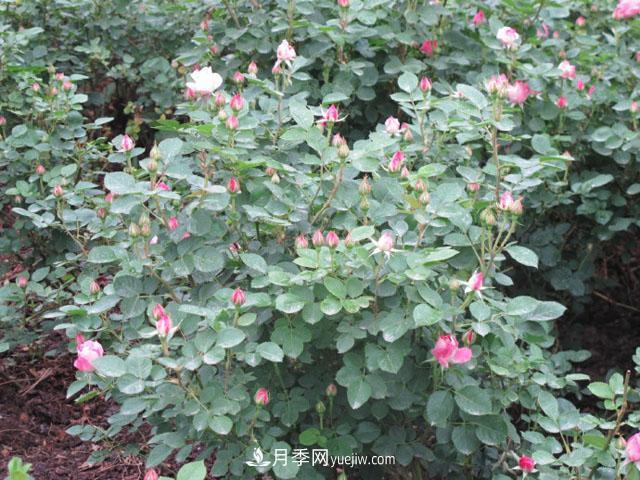 養(yǎng)月季花可不可以只用花多多2號(hào)催花肥(圖1)