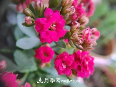 花多多1號和2號的區(qū)別，月季花什么時候用花多多2號(圖1)
