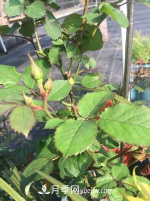 花多多1號和2號的區(qū)別，月季花什么時候用花多多2號(圖2)