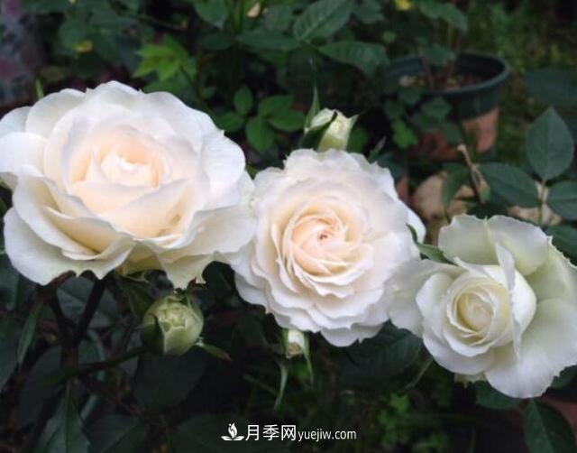 夏季養(yǎng)花，月季不可少！看看令人驚艷的9大月季品種(圖2)