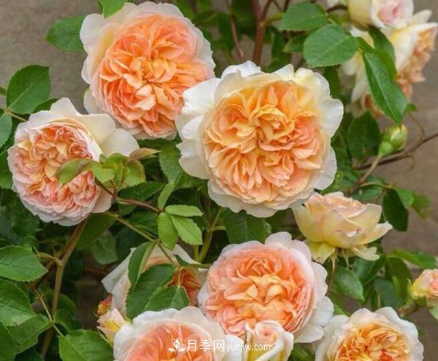 夏季養(yǎng)花，月季不可少！看看令人驚艷的9大月季品種(圖1)