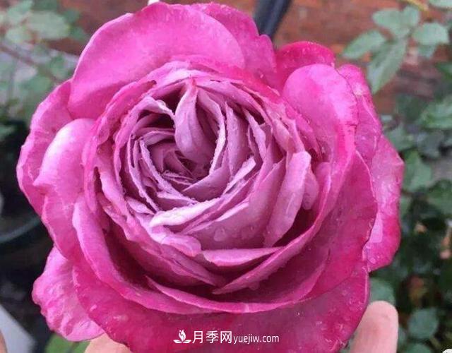 夏季養(yǎng)花，月季不可少！看看令人驚艷的9大月季品種(圖3)