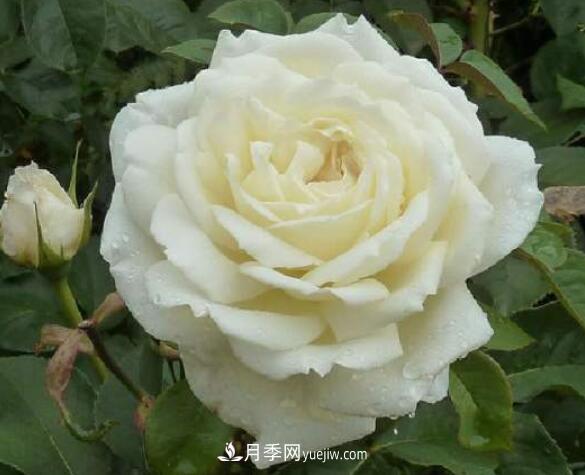 夏季養(yǎng)花，月季不可少！看看令人驚艷的9大月季品種(圖7)