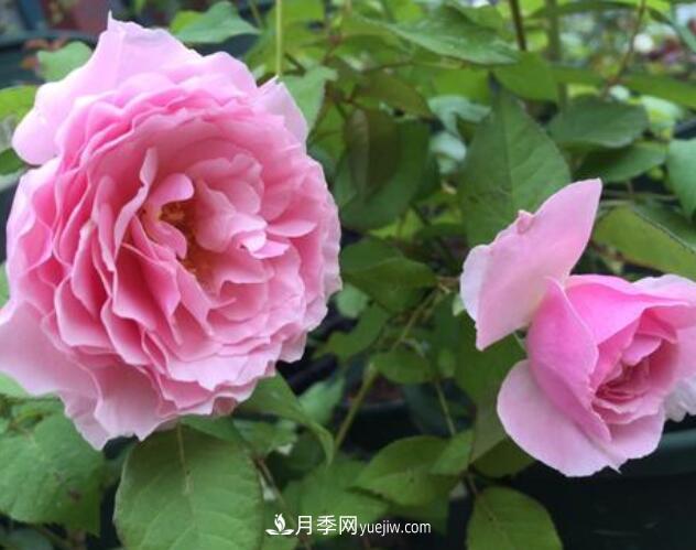 夏季養(yǎng)花，月季不可少！看看令人驚艷的9大月季品種(圖6)