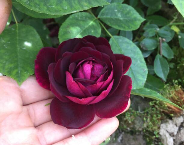 夏季養(yǎng)花，月季不可少！看看令人驚艷的9大月季品種(圖4)