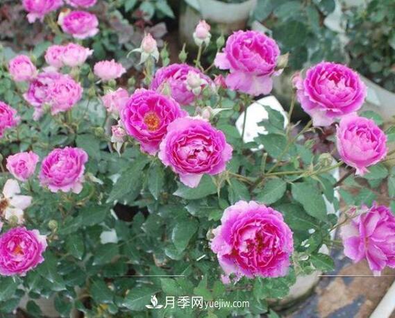 夏季養(yǎng)花，月季不可少！看看令人驚艷的9大月季品種(圖8)